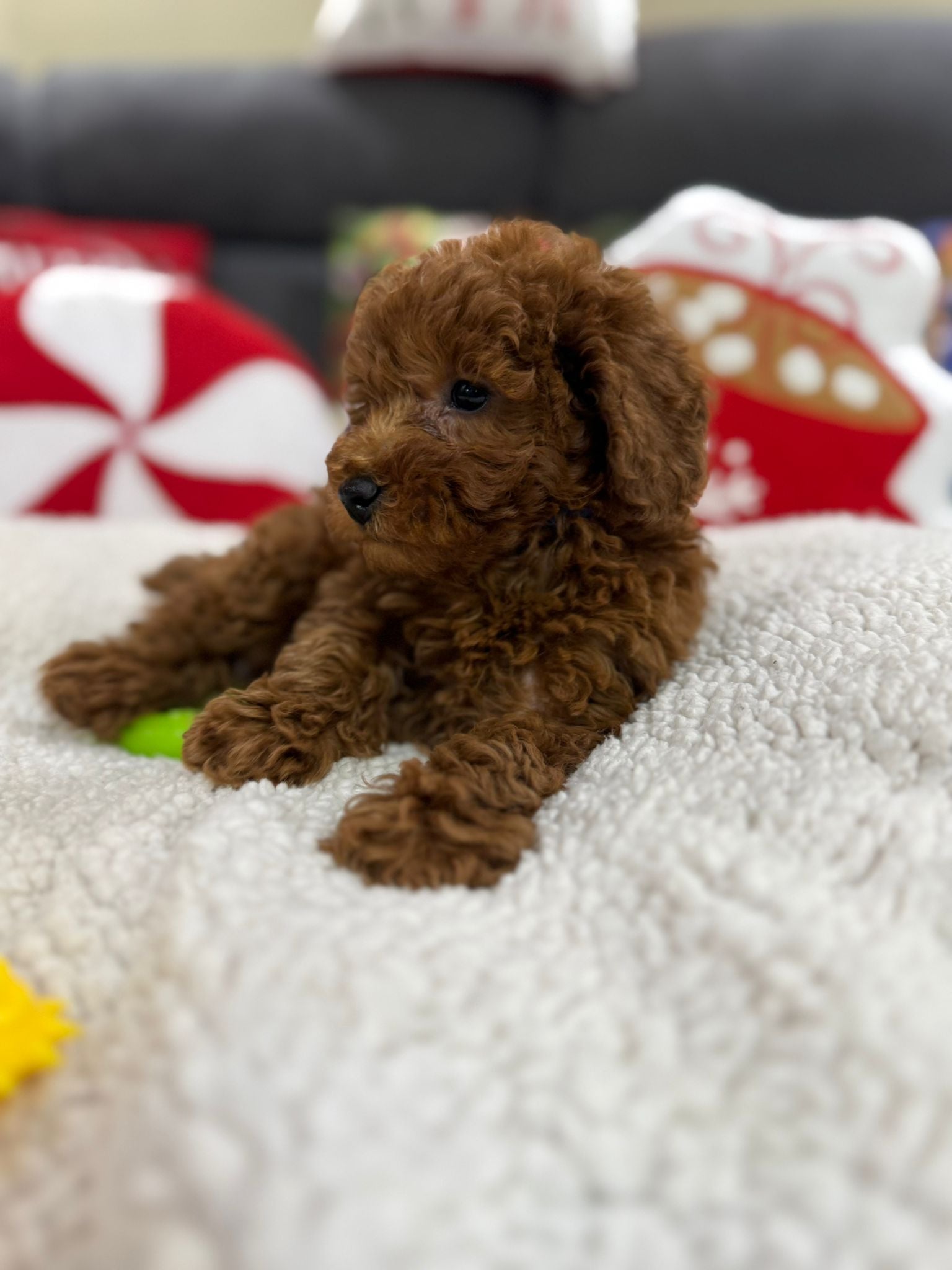 Ashton (Toy Poodle)