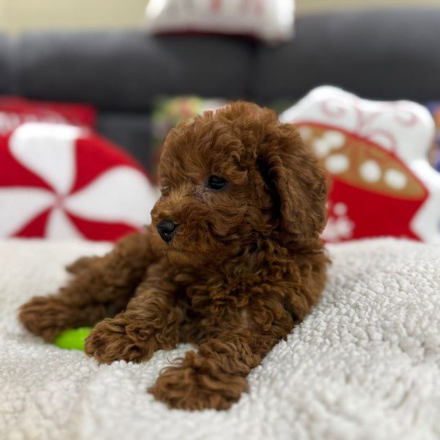 Ashton (Toy Poodle)