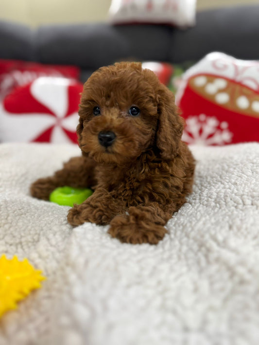 Ashton (Toy Poodle)