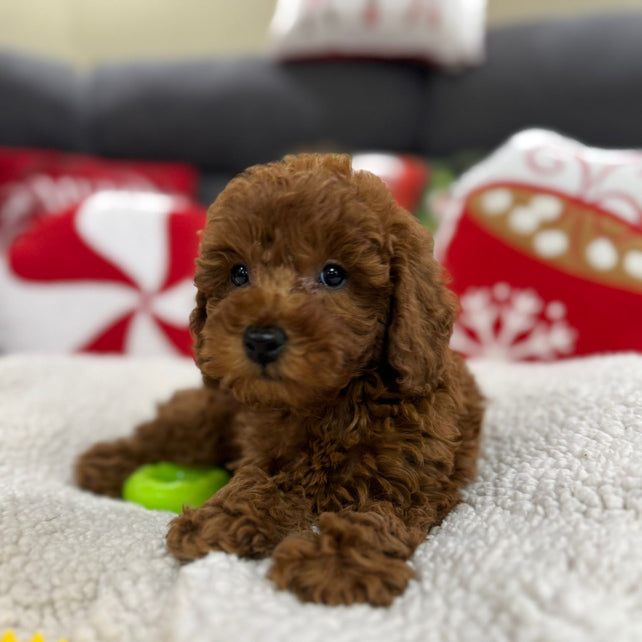 Ashton (Toy Poodle)