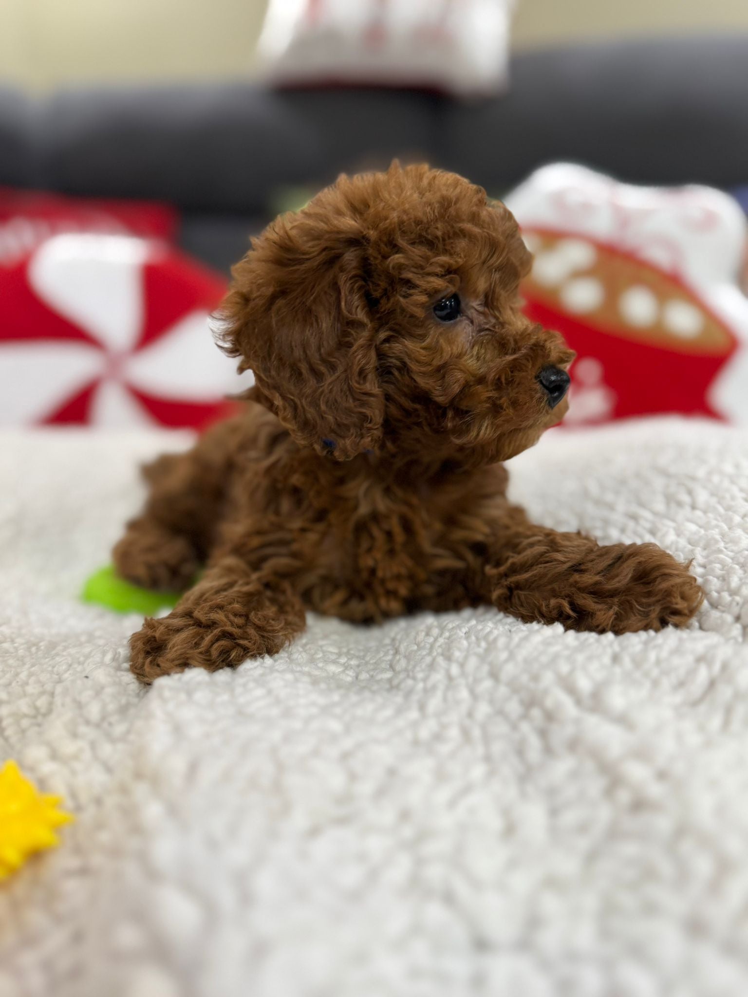 Ashton (Toy Poodle)