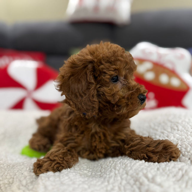 Ashton (Toy Poodle)