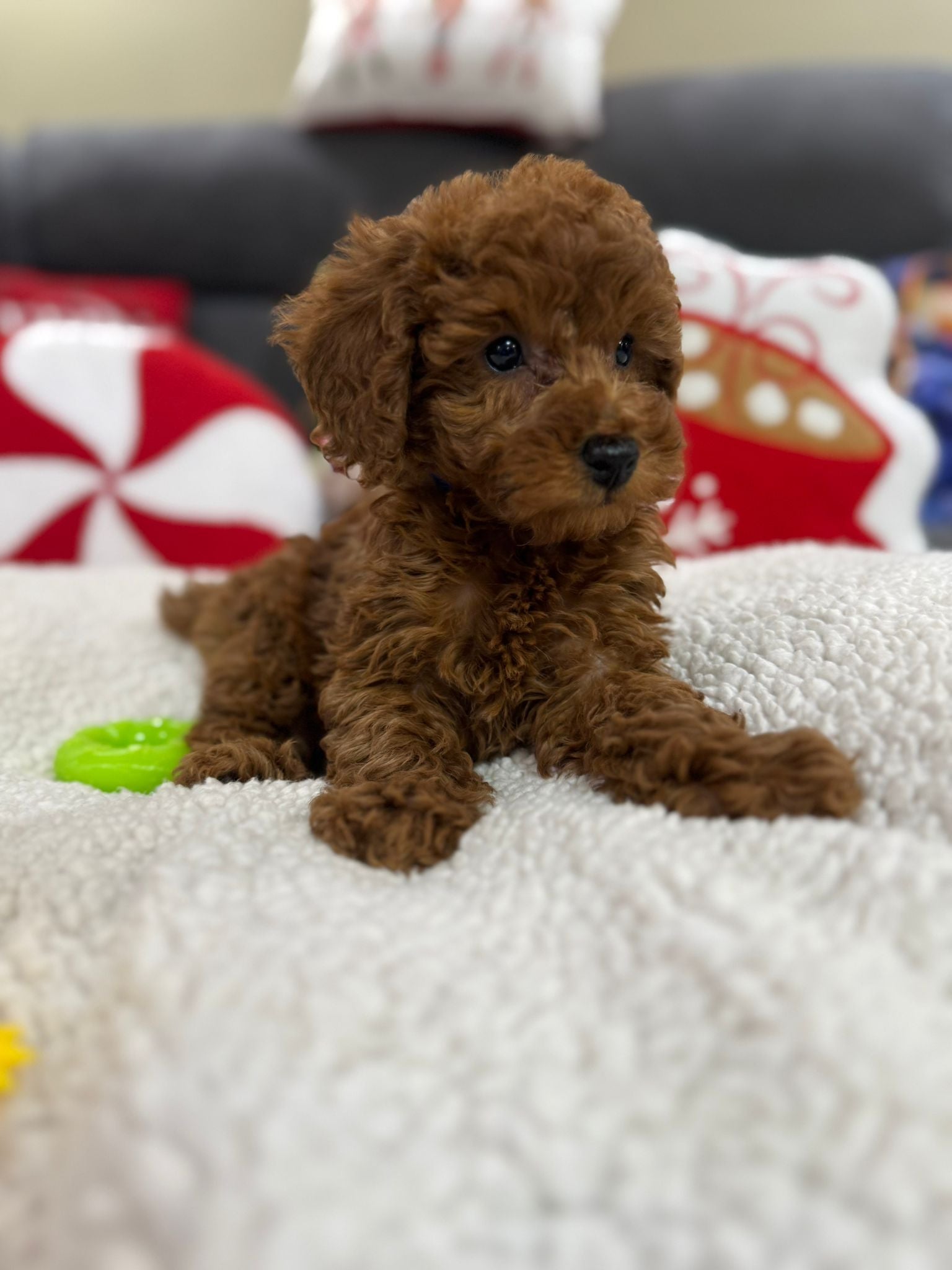 Ashton (Toy Poodle)