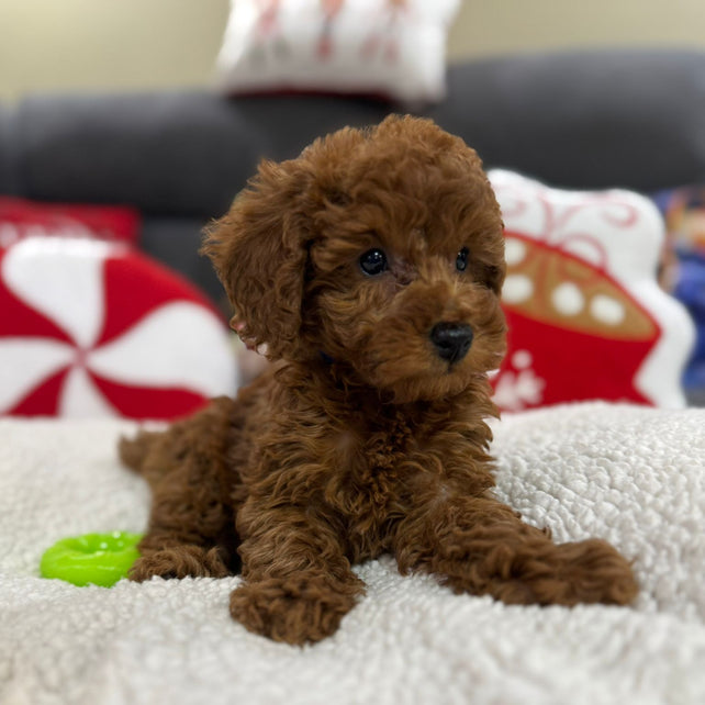 Ashton (Toy Poodle)