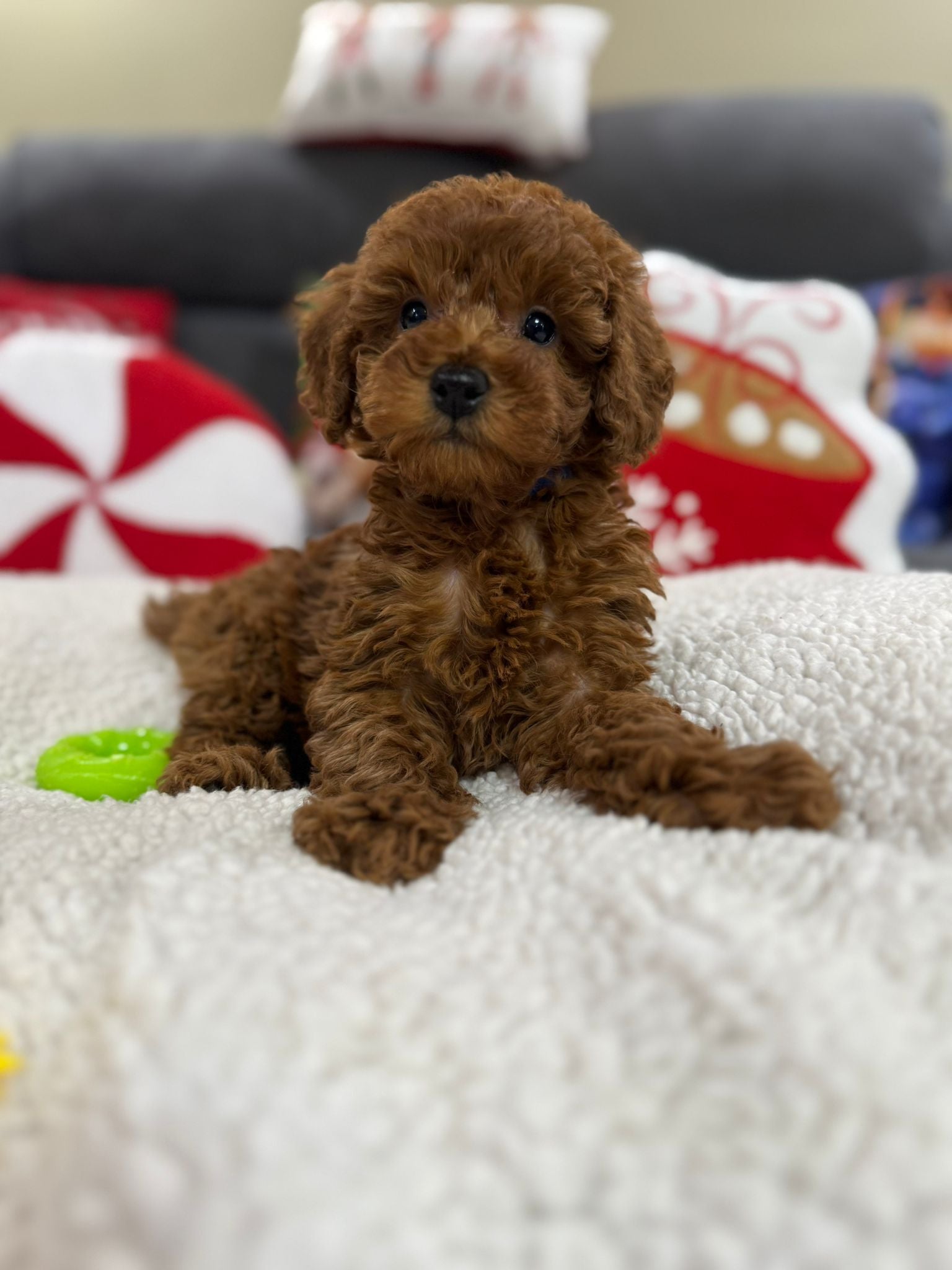 Ashton (Toy Poodle)