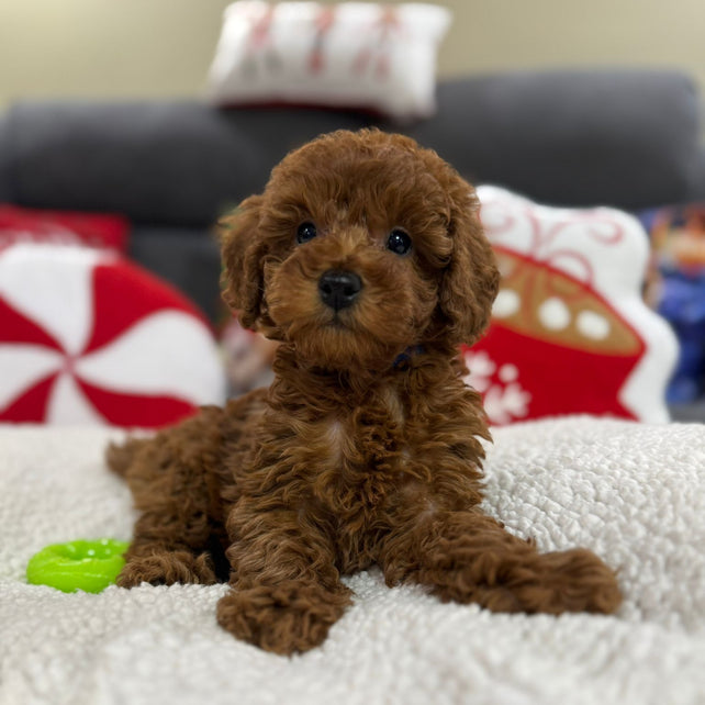 Ashton (Toy Poodle)