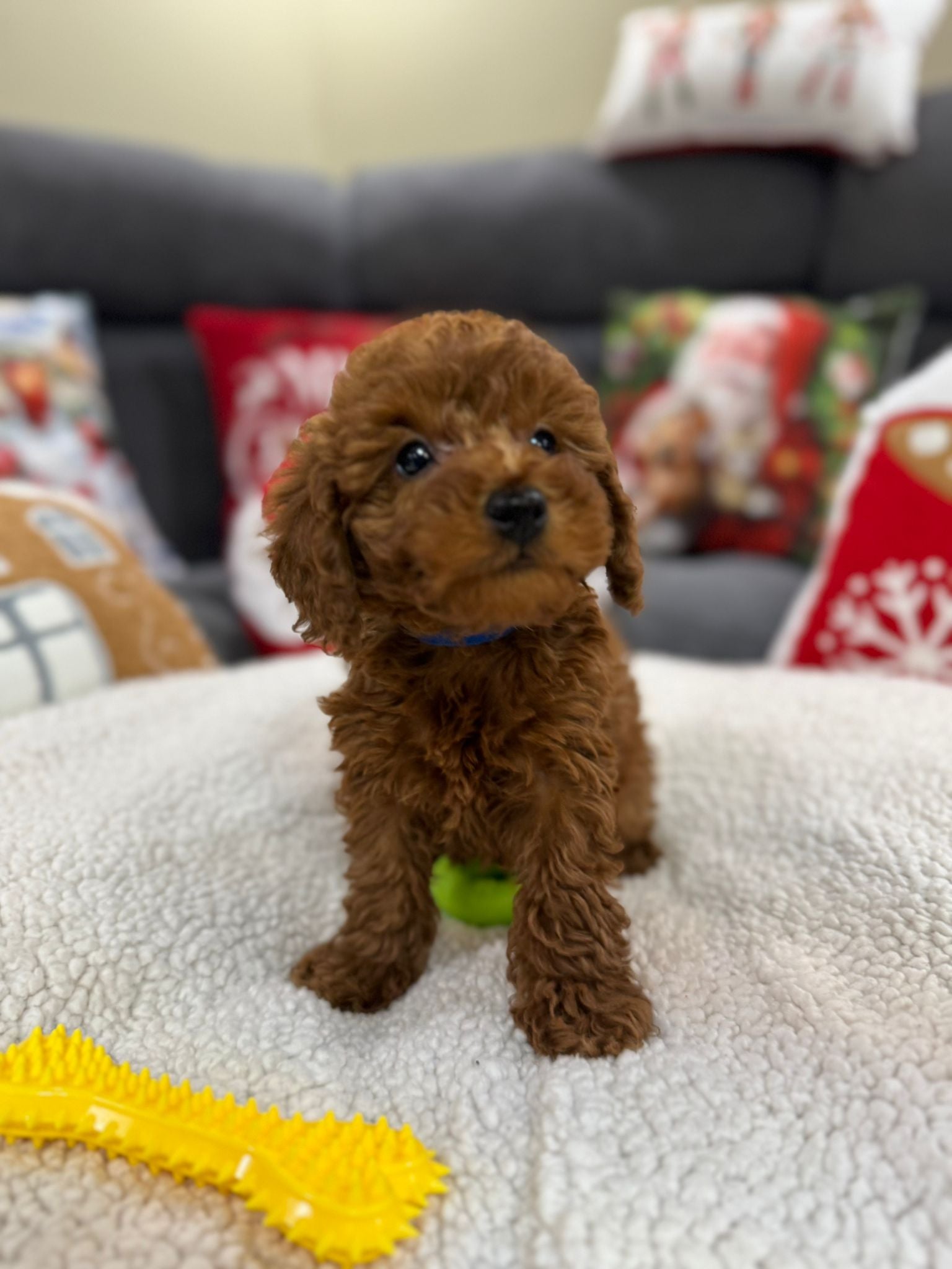 Ashton (Toy Poodle)