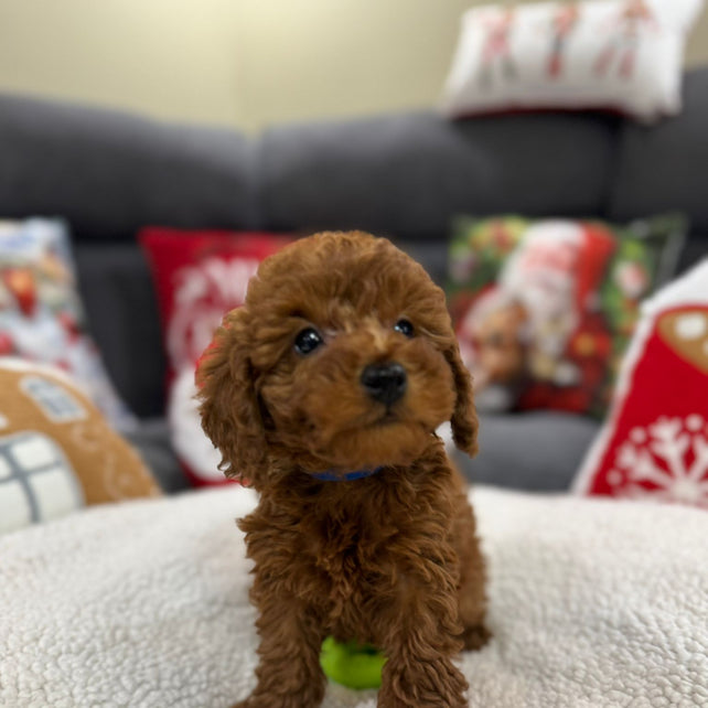 Ashton (Toy Poodle)