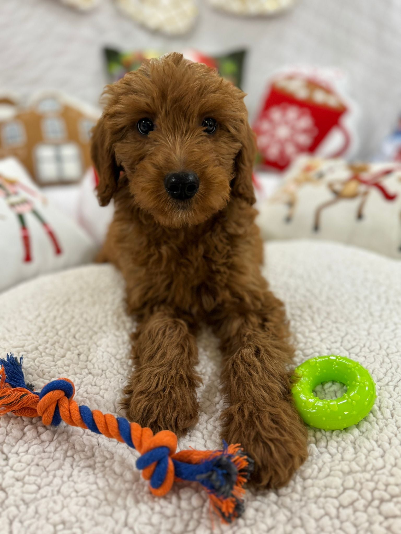 Baxter (Mini-Goldendoodle F1B)