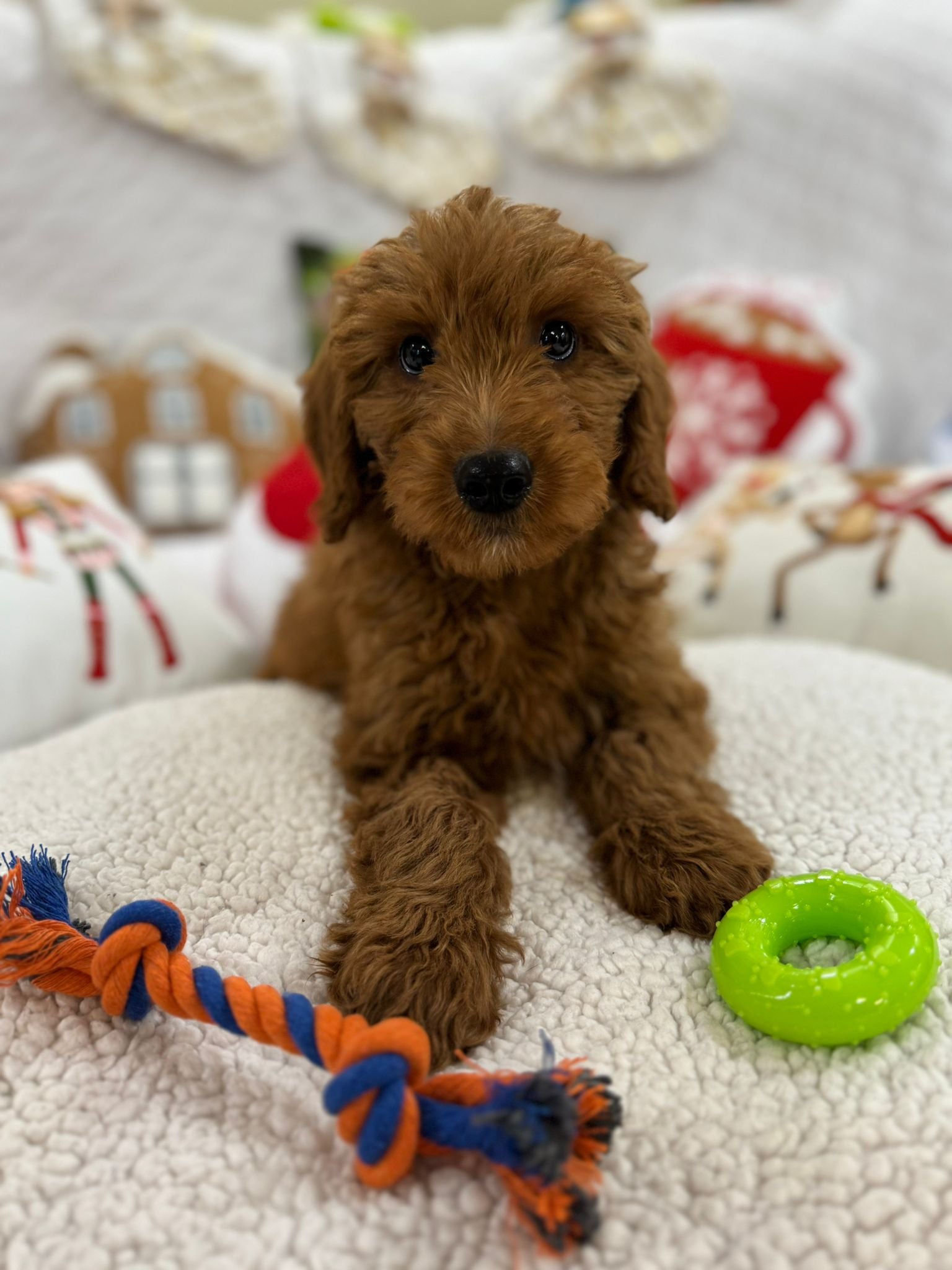 Baxter (Mini-Goldendoodle F1B)