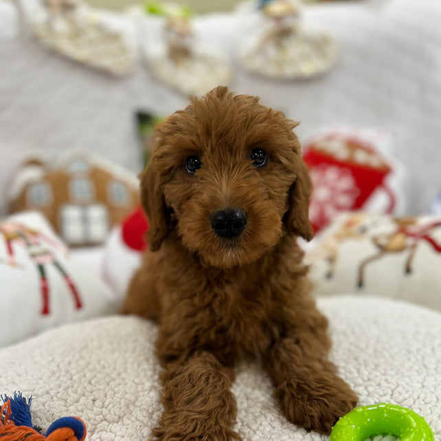 Baxter (Mini-Goldendoodle F1B)