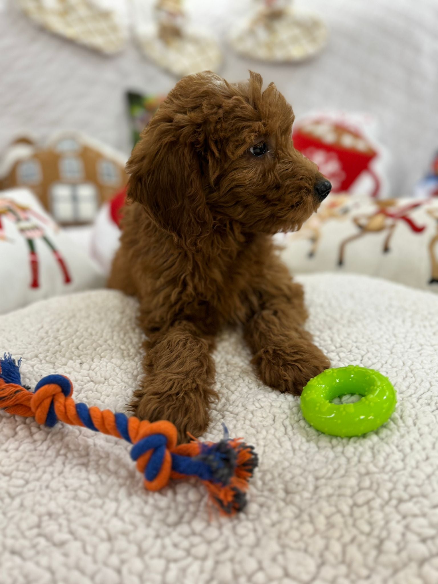 Baxter (Mini-Goldendoodle F1B)