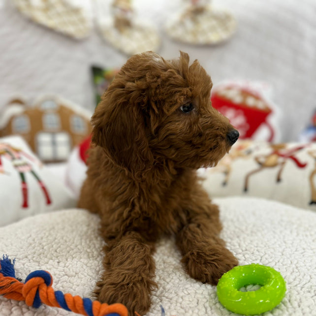 Baxter (Mini-Goldendoodle F1B)