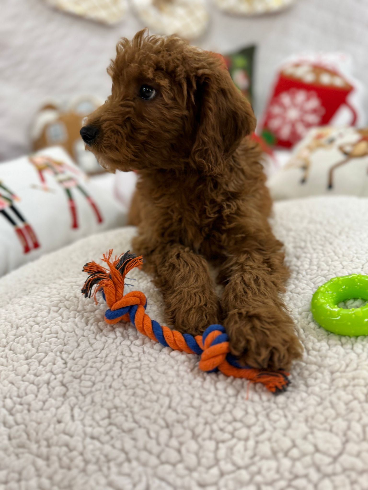 Baxter (Mini-Goldendoodle F1B)