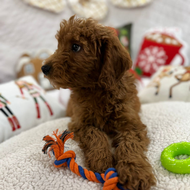 Baxter (Mini-Goldendoodle F1B)