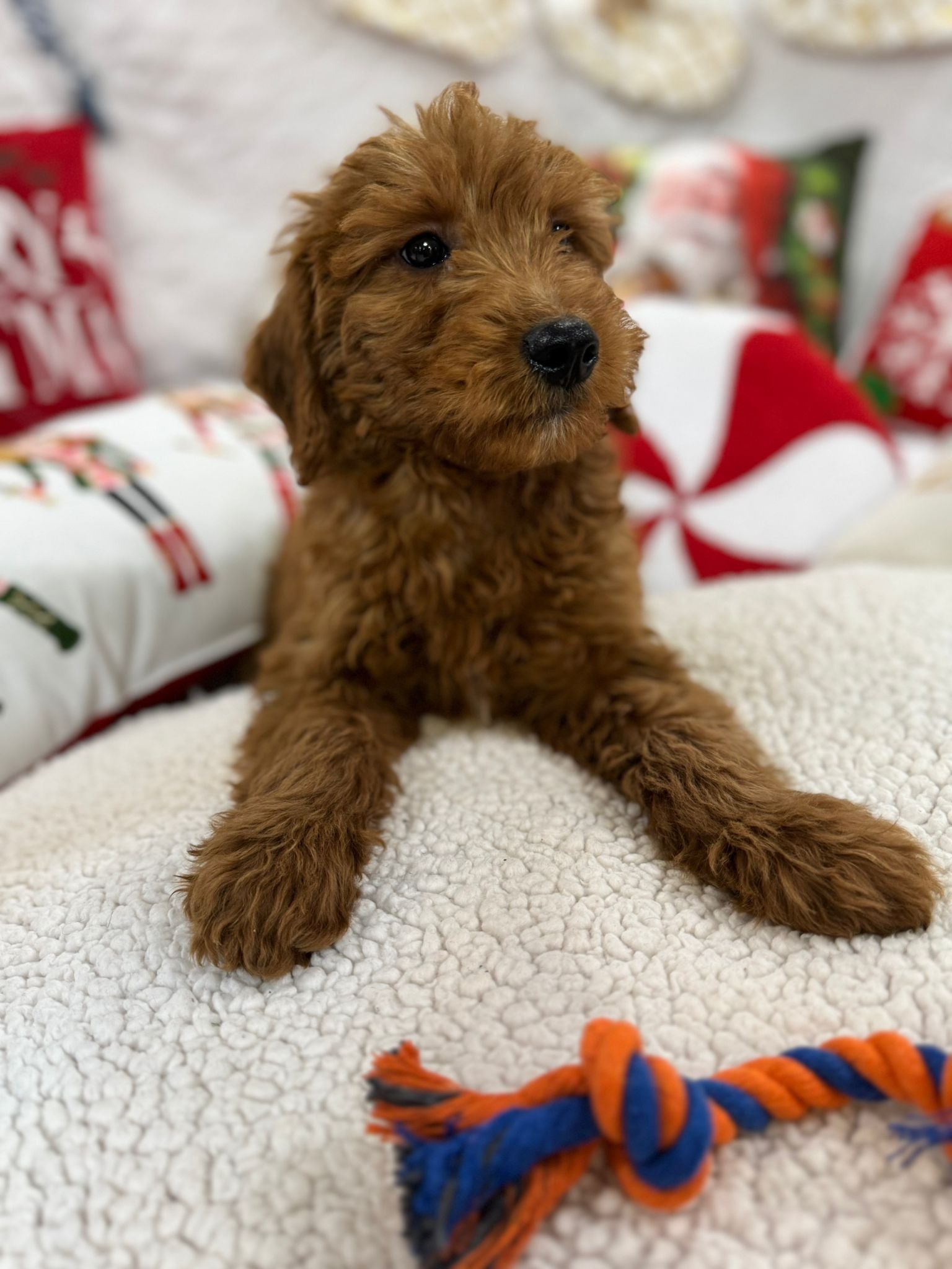 Baxter (Mini-Goldendoodle F1B)