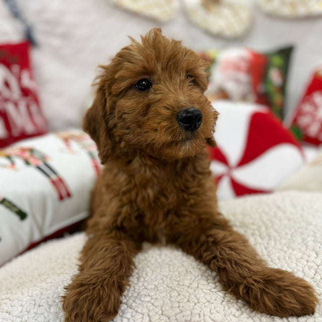 Baxter (Mini-Goldendoodle F1B)