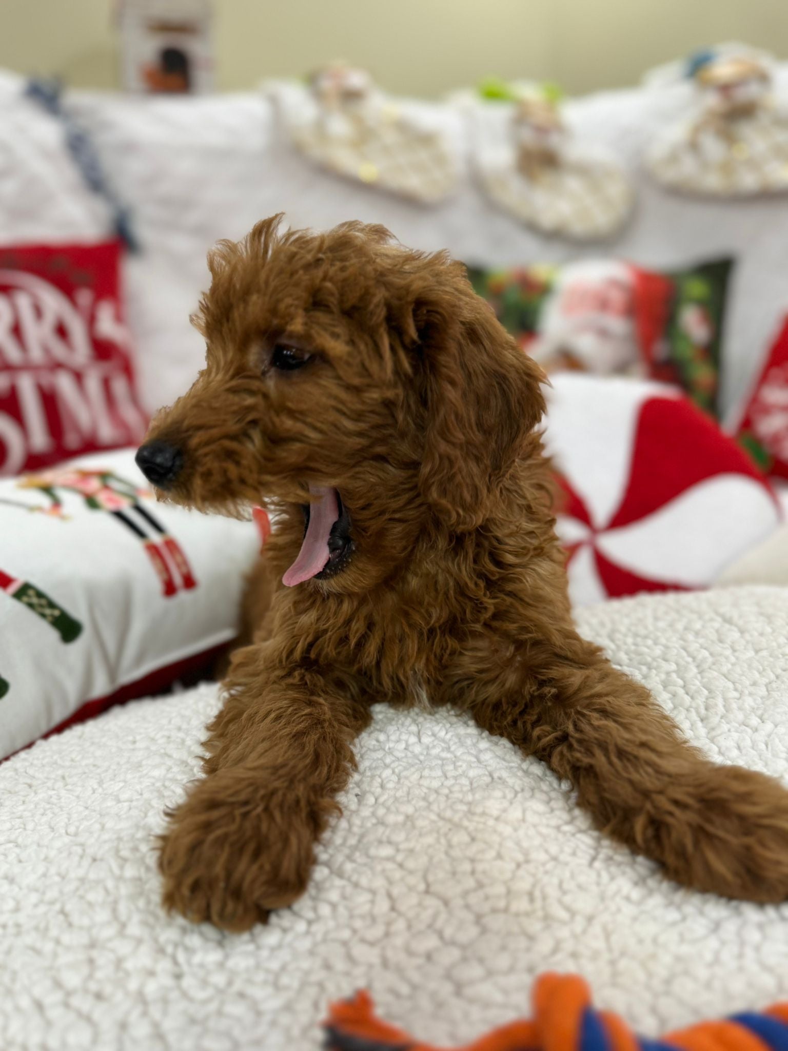 Baxter (Mini-Goldendoodle F1B)