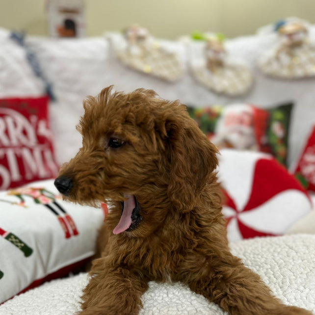 Baxter (Mini-Goldendoodle F1B)