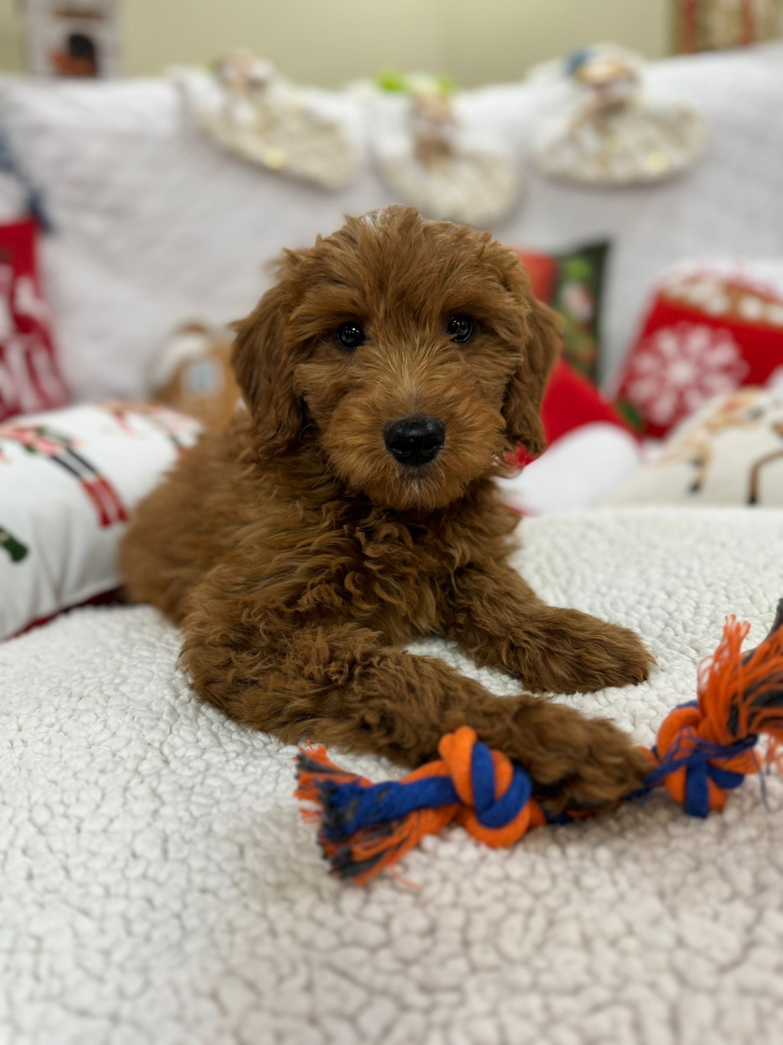 Baxter (Mini-Goldendoodle F1B)