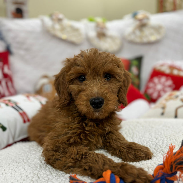 Baxter (Mini-Goldendoodle F1B)