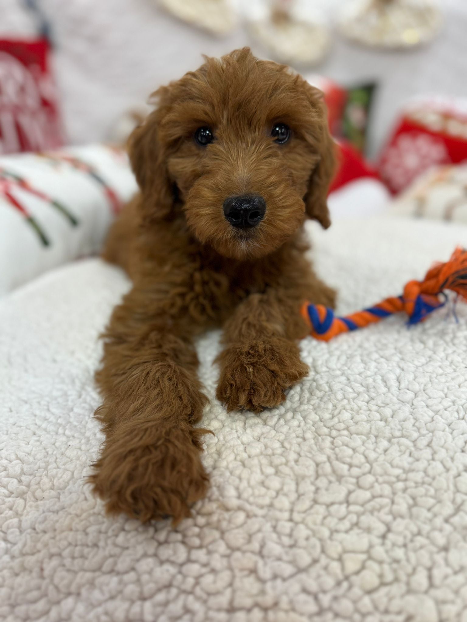 Baxter (Mini-Goldendoodle F1B)