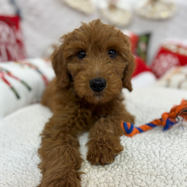 Baxter (Mini-Goldendoodle F1B)