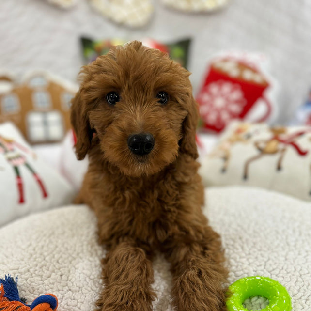 Baxter (Mini-Goldendoodle F1B)