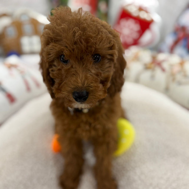 Bella (Mini-Goldendoodle F1B)