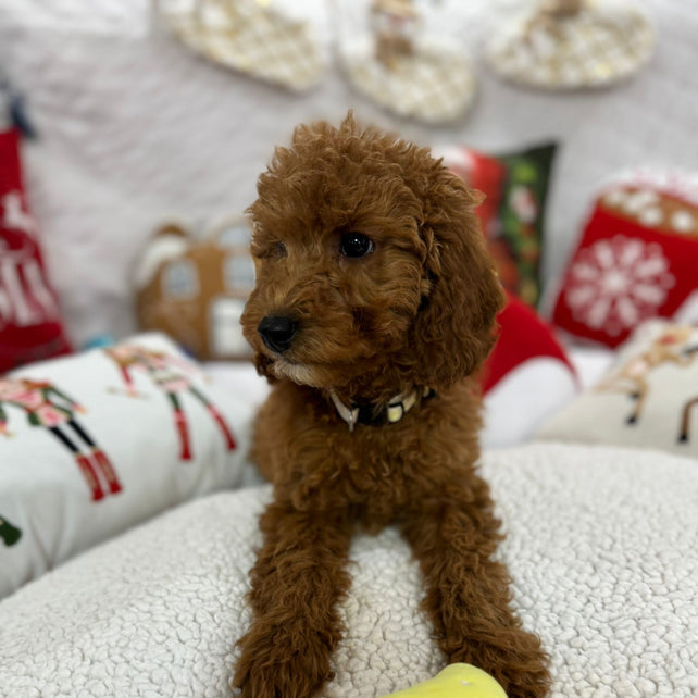 Bella (Mini-Goldendoodle F1B)