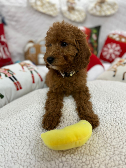 Bella (Mini-Goldendoodle F1B)