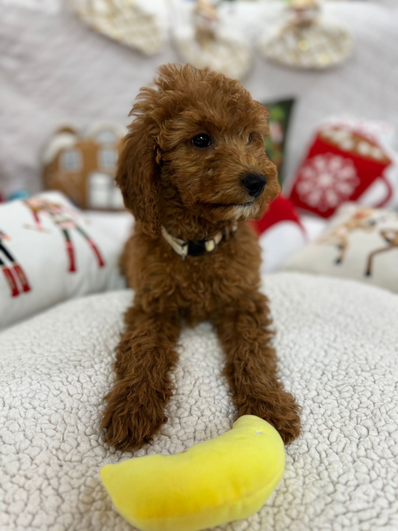 Bella (Mini-Goldendoodle F1B)