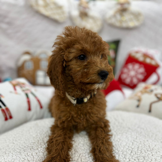 Bella (Mini-Goldendoodle F1B)