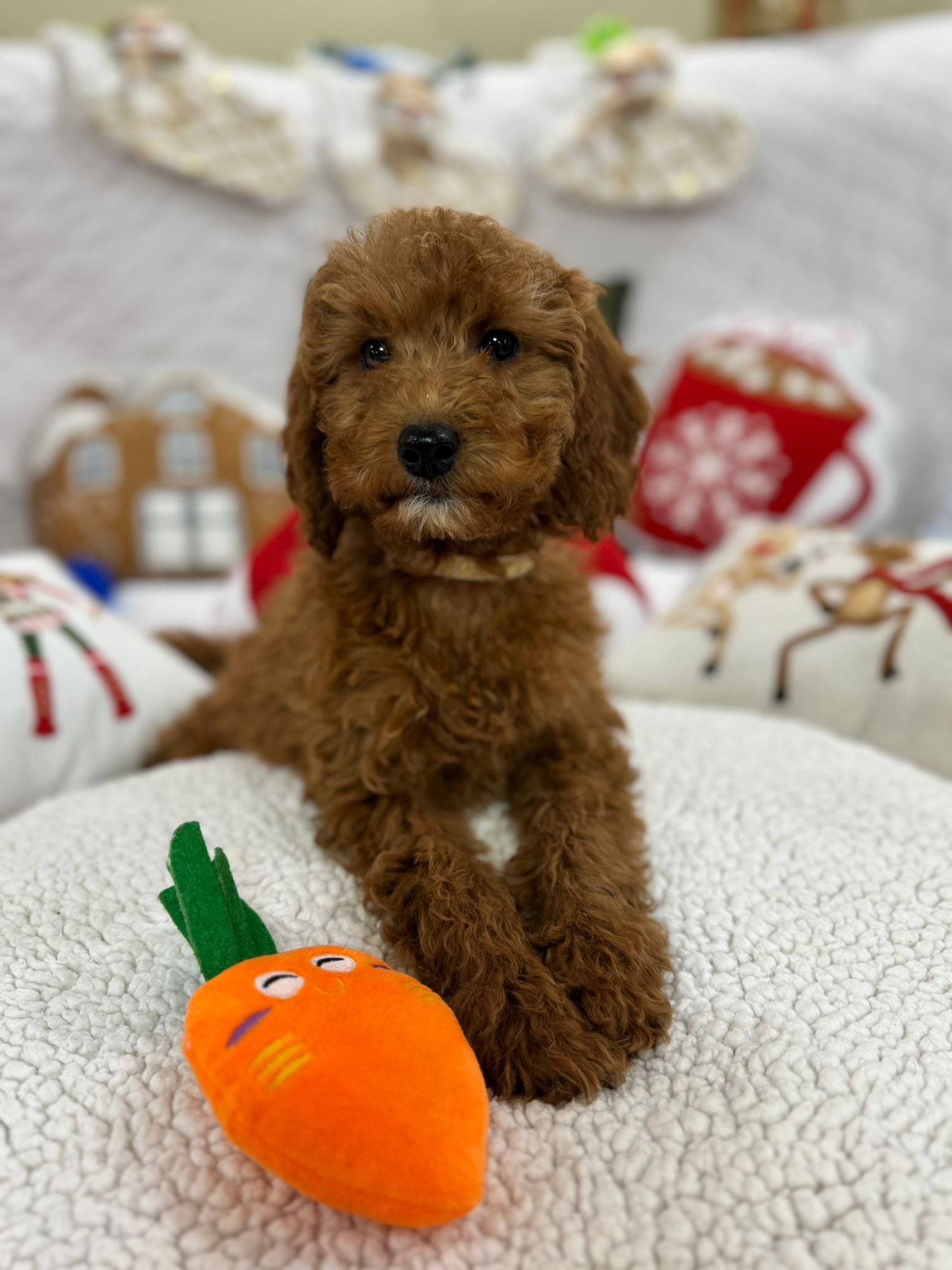 Bella (Mini-Goldendoodle F1B)