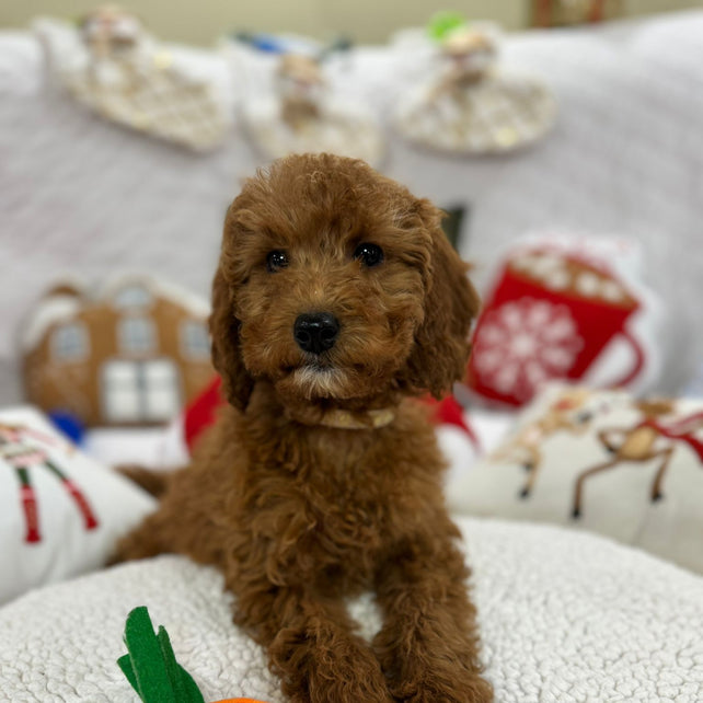 Bella (Mini-Goldendoodle F1B)