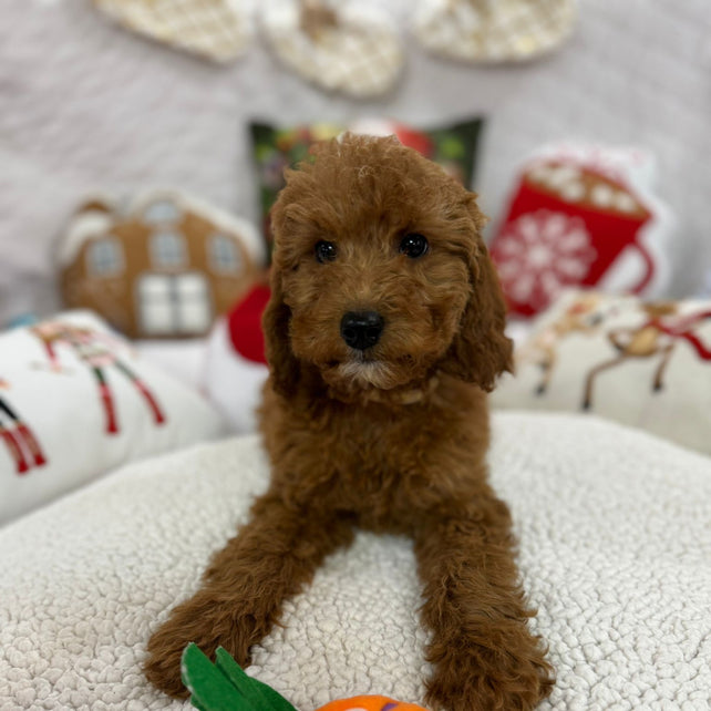 Bella (Mini-Goldendoodle F1B)