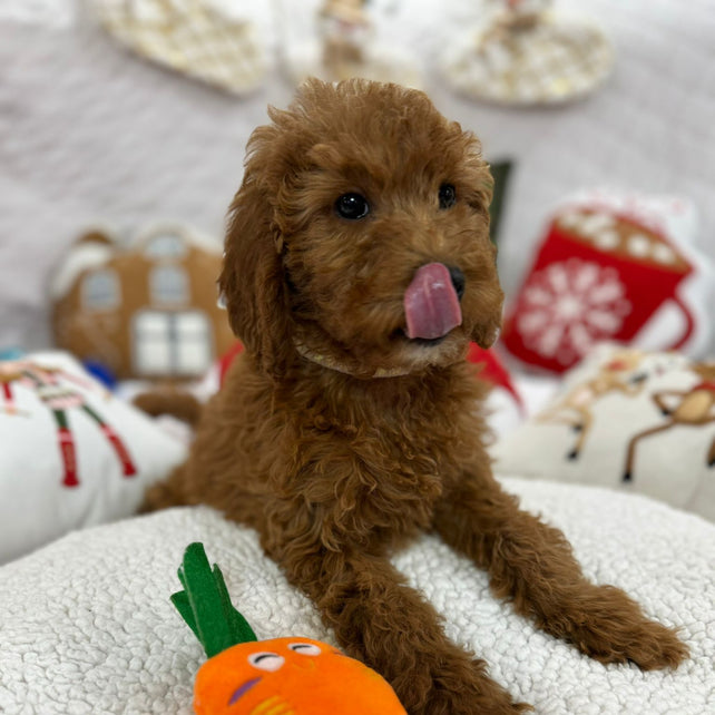 Bella (Mini-Goldendoodle F1B)