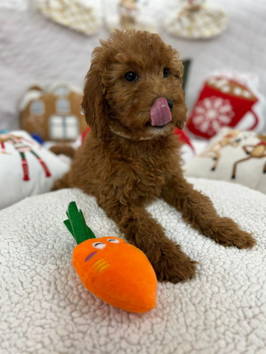 Bella (Mini-Goldendoodle F1B)