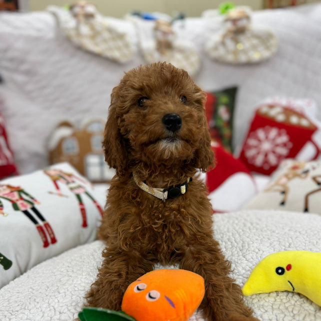 Bella (Mini-Goldendoodle F1B)