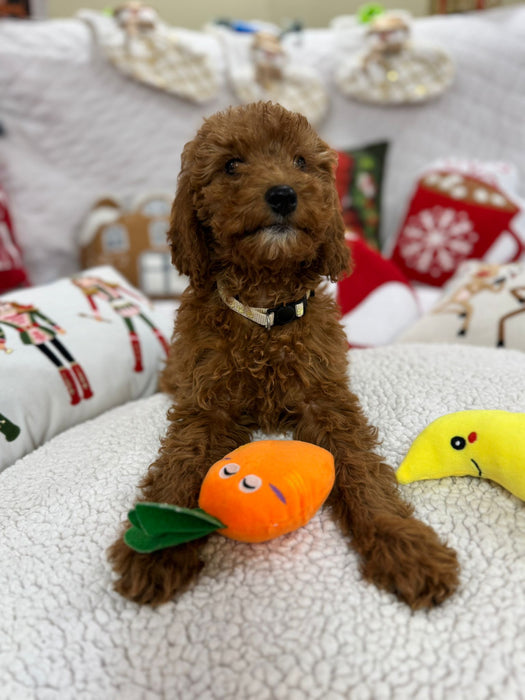 Bella (Mini-Goldendoodle F1B)