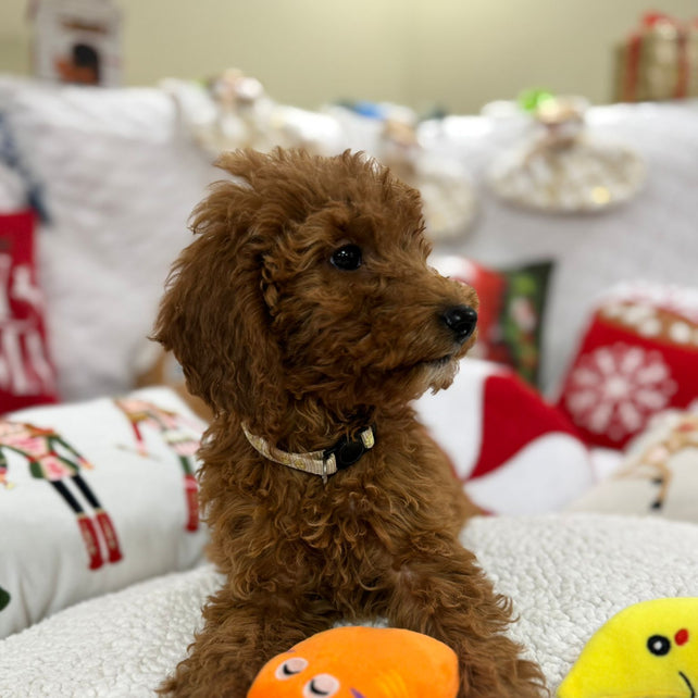 Bella (Mini-Goldendoodle F1B)