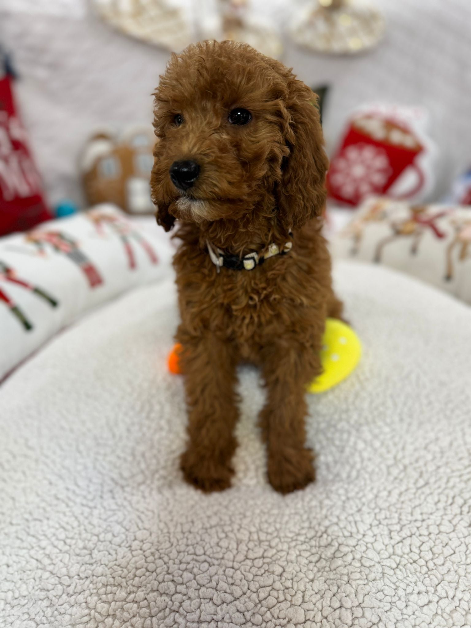 Bella (Mini-Goldendoodle F1B)