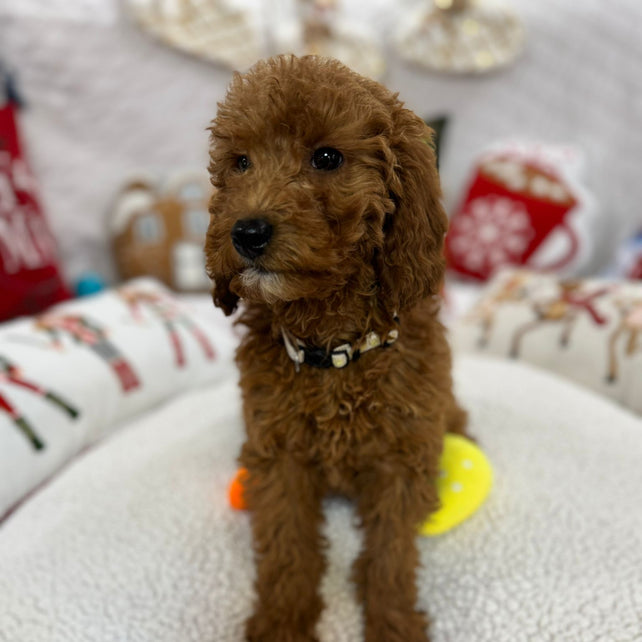 Bella (Mini-Goldendoodle F1B)