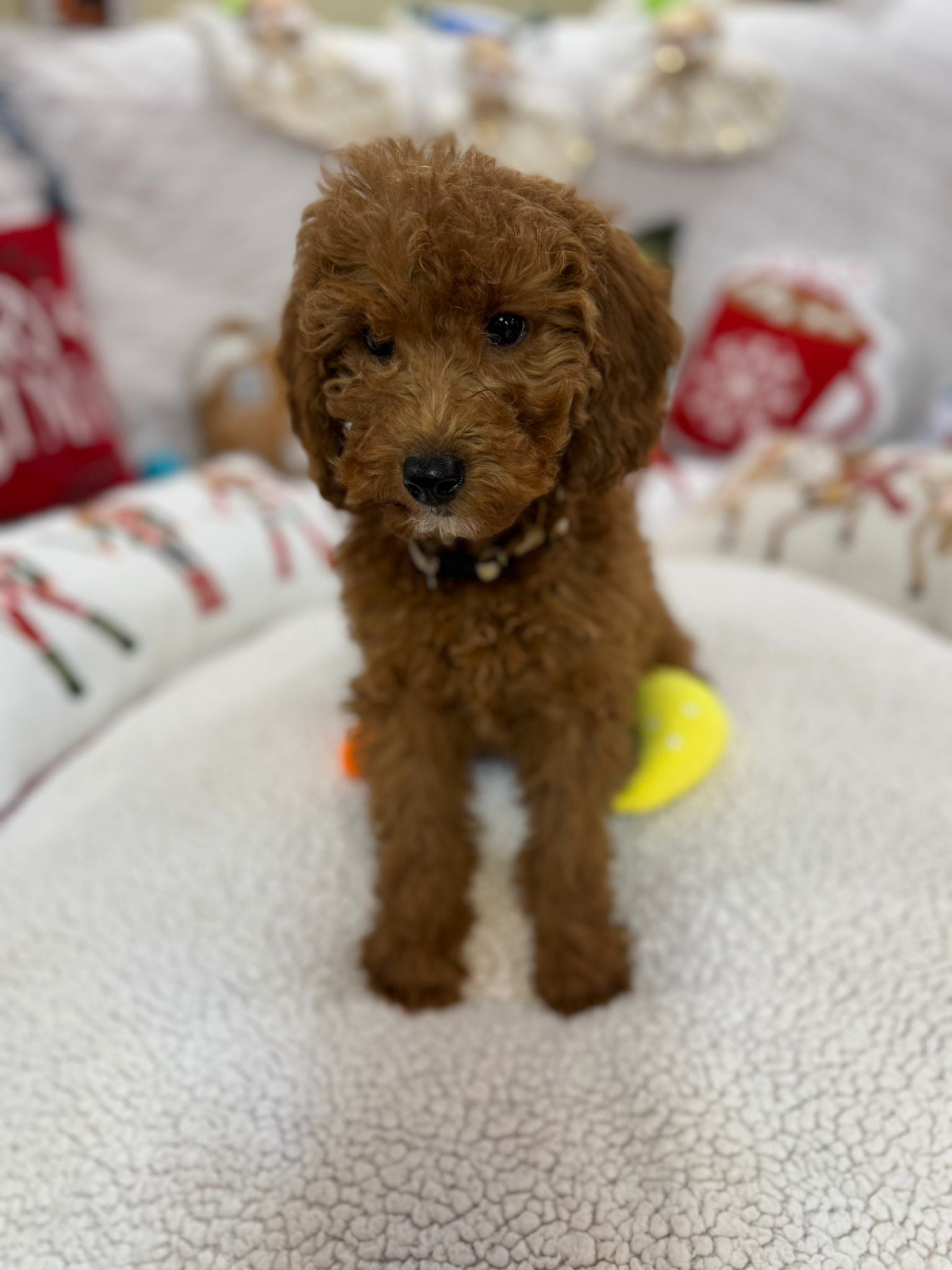 Bella (Mini-Goldendoodle F1B)