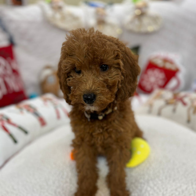 Bella (Mini-Goldendoodle F1B)