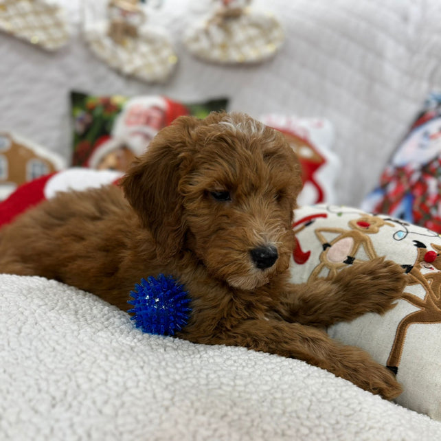 Benny (Mini-Goldendoodle F1B)