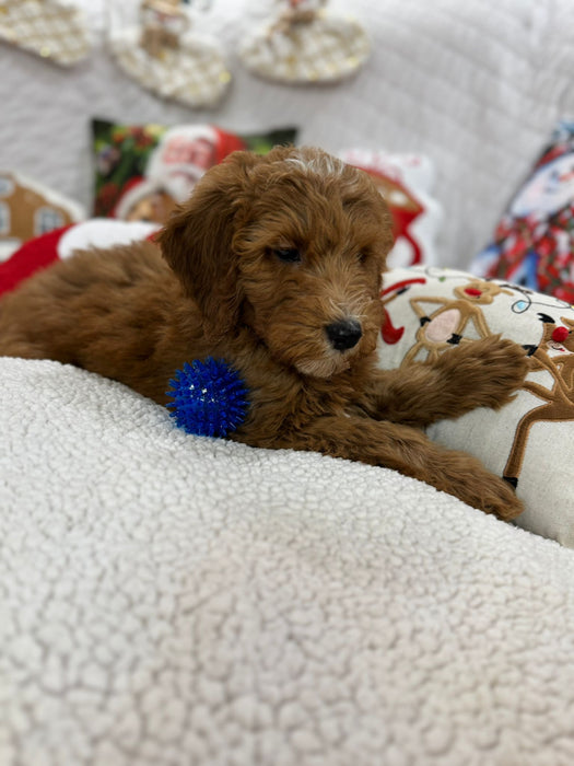 Benny (Mini-Goldendoodle F1B)