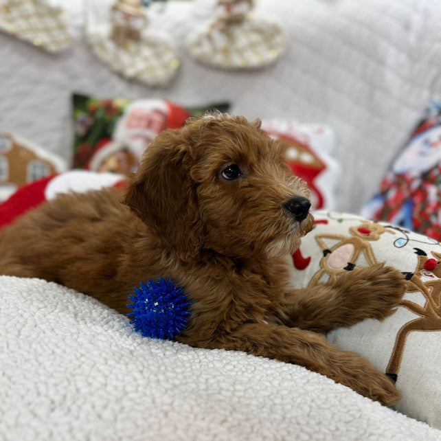 Benny (Mini-Goldendoodle F1B)