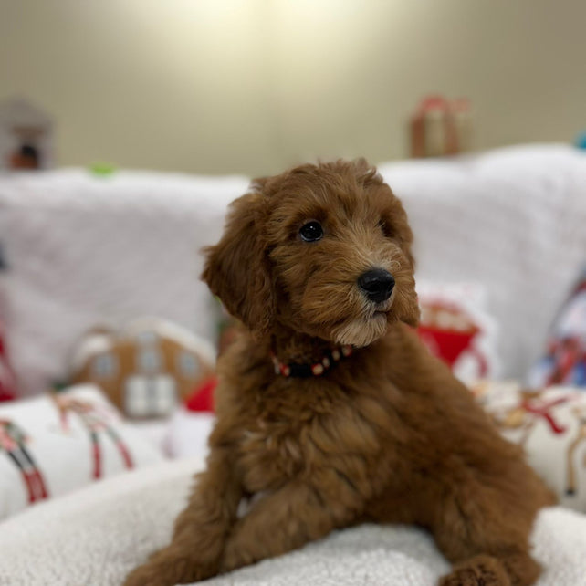 Benny (Mini-Goldendoodle F1B)