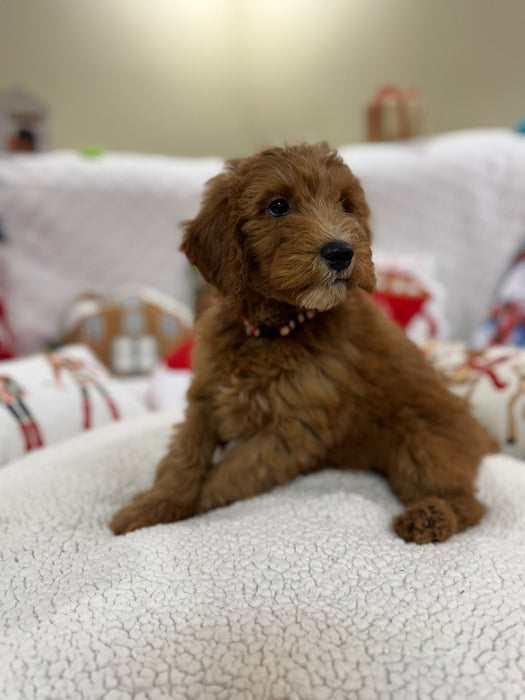 Benny (Mini-Goldendoodle F1B)